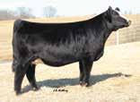 WW: N/A Homo Black Hetero Polled 3/4 SM 1/4 AN Female SC Pay The Price YS51 is a maternal sister to SC Pay The Price s dam. 8.1 63 92.19 4 22 54 12 11.2 24.8 -.33.34 -.058.