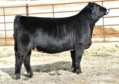 49 113 67 Here s an interesting SimAngus female sired by popular W/C Lock Down that goes back to our Angus donor Champion Hill Georgina 6337.