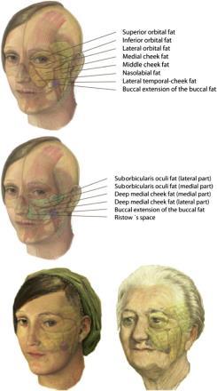Visual signs of aging: what are we looking at? Int J Ageing Later Life, 2 (1)(2007), pp. 61-83 What is beautiful?