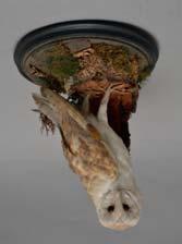 5cm 20-30 plus BP* Lot 386 Lot 386 TAXIDERMY, a late Victorian Barn Owl within a naturalistic setting, under a glass dome with a circular