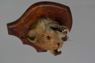 Lot 390 TAXIDERMY, a late Victorian Otter s mask on an oak shield shaped mount, bears label