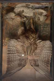 Lot 397 Lot 397 TAXIDERMY, a late Victorian glazed case containing a Buzzard with wings raised, clutching a young rabbit in its talon on a rocky