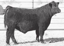 54 Two years ago, the 2051 cow s Resource bull topped the sale going to Curt Timm of Kensal.