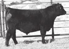 07 +20 79 885 126 1442 116 +68.52 +99.98 +3.13 +7.99-4.86 +139.14 The Field Ready bull was purchased from Vollmer s a few years ago and has done a great job for us siring calves that get up and grow.