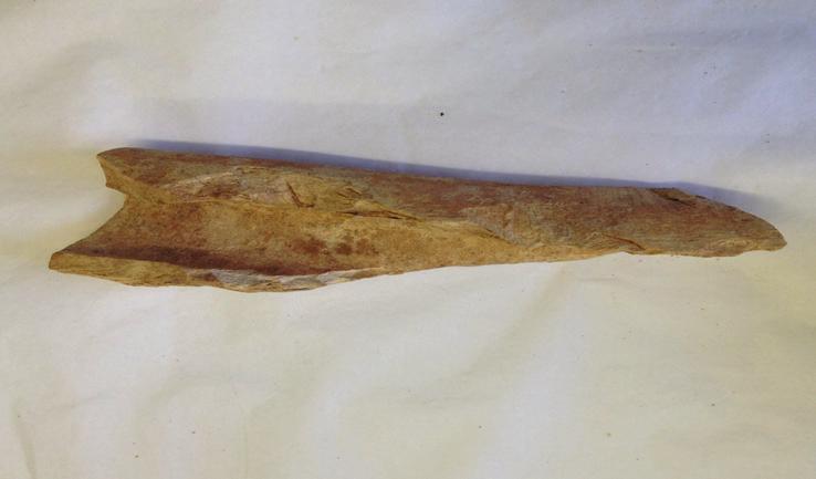 Butchered animal bone Date: before 1517 Found: Great Hall excavations This is a butchered long bone from a large mammal, probably a cow.