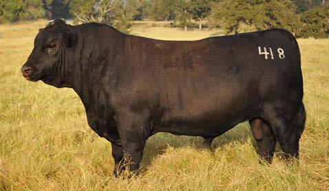 Hallettsville, Texas Buy 10 bulls - get 1 FE!
