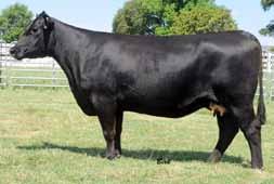SMITH ANGUS SPRING PAIRS S/A BLACKCAP H145 - She sells as Lot 16. S/A PETUNIA H5 - She sells as Lot 17.