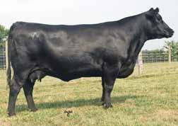 SMITH ANGUS SPRING PAIRS S/A PAMELA H105 - She sells as Lot 19. WHITESTONE RITA W147 - S/A Pamella H105 She sells as Lot 20.