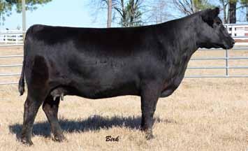 SMITH FALL PAIRS S/A BLACKBIRD H66 - She sells as Lot 21. S/A BLACKBIRD H70 - She sells as Lot 22. S/A BEAUTY G148 - She sells as Lot 23. S/A BEAUTY G149 - She sells as Lot 24.