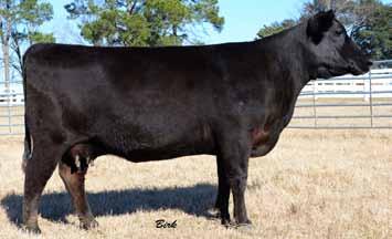 SMITH FALL PAIRS WITH HEIFER CALVES DRF BLACKBIRD 7111 - She sells as Lot 34. RALLY CB LUCY 116 - She sells as Lot 35.