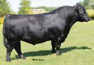 programs, back to the legendary SAV Abigale 6062. He is an outstanding individual that has a progeny production record of WR 33@102, YR 20@104, U%IMF 18@109 and UREA 18@103.