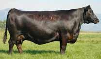 $150,000 Select Sires AI Sire, SAV Mandan 5654, where is sister was the top-selling cow of the 2014 Schaff Angus Valley Sale for $375,000 to Herbster Angus in Nebraska.