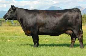 cattle with added growth, width and phenotype. She is a daughter of a maternal sister to the dam of Lot 1.
