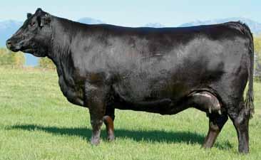 She is a daughter of KMK Donna J311, one of the all-time high income producing females in the Coleman Angus Ranch program, and she is a maternal sister to the dam of Lot 1.