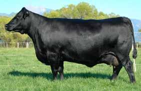 Smith Donna FAMILY PRODUCTIVITY, LONGEVITY AND MATERNAL VALUE FOR GENERATIONS COLEMAN DONNA 714 - The breed legend that sold for one-half interest for $145,000 for a