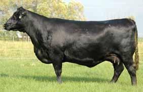 She is more widely known as the mother of the Select Sires AI sire, Coleman Regis 904, who is the $20,000 top-selling bull of the 2010 Coleman Bull Sale.
