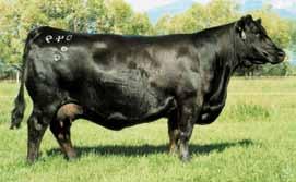 Full sisters to the donor dam include the $60,000 heifer calf pregnancy sold to ZWT Ranch as the top-selling pregnancy of a past Limestone Sale, Coleman Donna 801, the $48,000 valued top-selling bred