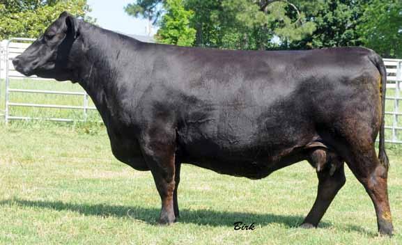 SMITH Donna FAMILY BOHI DONNA 7600 - The donor dam of Lots 1 and 1A. 1 KMK DONNA J311 - The $60,000 grandam of Lots1 and 1A.