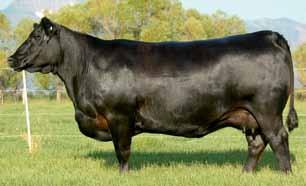 This special sale attraction is an elite heifer calf pregnancy by the ever popular, elite number AI sire, AAR Ten X 7008 SA, back to the featured foundation Donna donor female in the Smith Angus