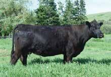 Safe AI PE 5/23 till 9/1 to S&R Roundtable J635 (AAA :18736360) A stylish and correctly balanced daughter of Significant who goes back to a TC Broadside female.
