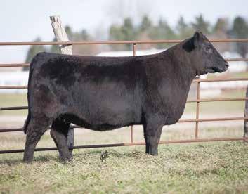 Son. Vet called 70 days bred on 8/17 A sleek fronted, big bodied New Frontier daughter who is a true belly dragger. She is the type to gain on wind, water, and weeds. Excellent replacement female.