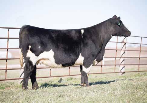 Maternal sibling to 88 88 AOB Bred Females Daddy s Money 89 Greiner Ali 835 88 Spring 2010 - Com.