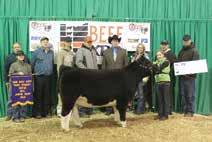 835 is a maternal sibling to a dominant past show heifer for the Hunt Family of Ohio.