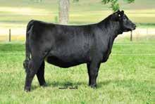 537E is an own daughter of 30X the dominate donor for Campbell Land & Cattle who has already produced 3 high sellers at the 2014 Diva s & Donors sale at $42,500, $25,000, & $20,000 respectively back