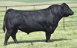 1T01. Vet called safe AI Dam serves as a donor for Grosse Land and Livestock of Denver and us. A $9500 flush brother highlighted the GLL 2017 Midland Pen of Bulls.