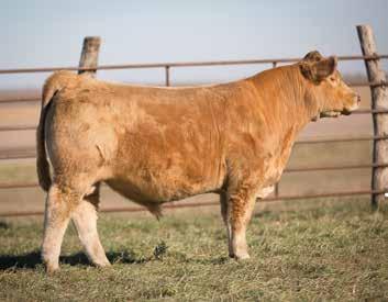 114 Greiner Monopoly 4/10/17 - Charolais Composite - Tattoo: 41 Heat Wave Monopoly Century Touchstone Angus PB Charolais Greiner Charolais PB Charolais Unregistered Soft in every description of the