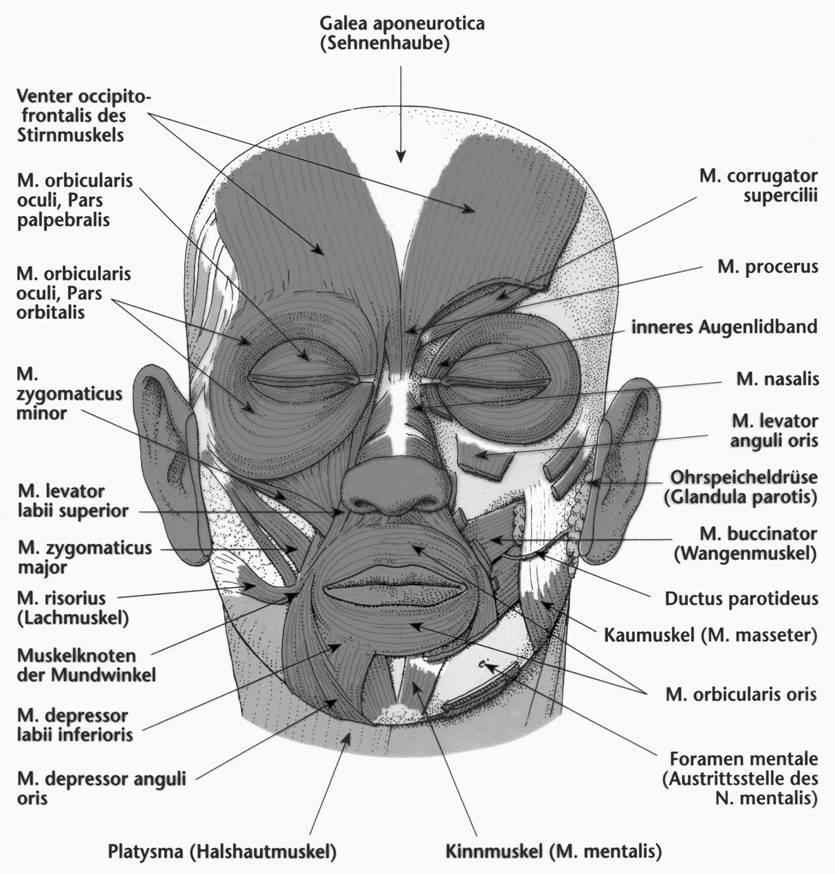 Midface Lower nasalis rhytids (nasal flare) Perioral rhytids (lipstick lines) Facial asymmetry Lower face Melomental folds,