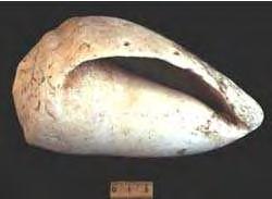 Figure 52. "Strombus galeatus" shell chest ornament (lot #23, artifact #2).
