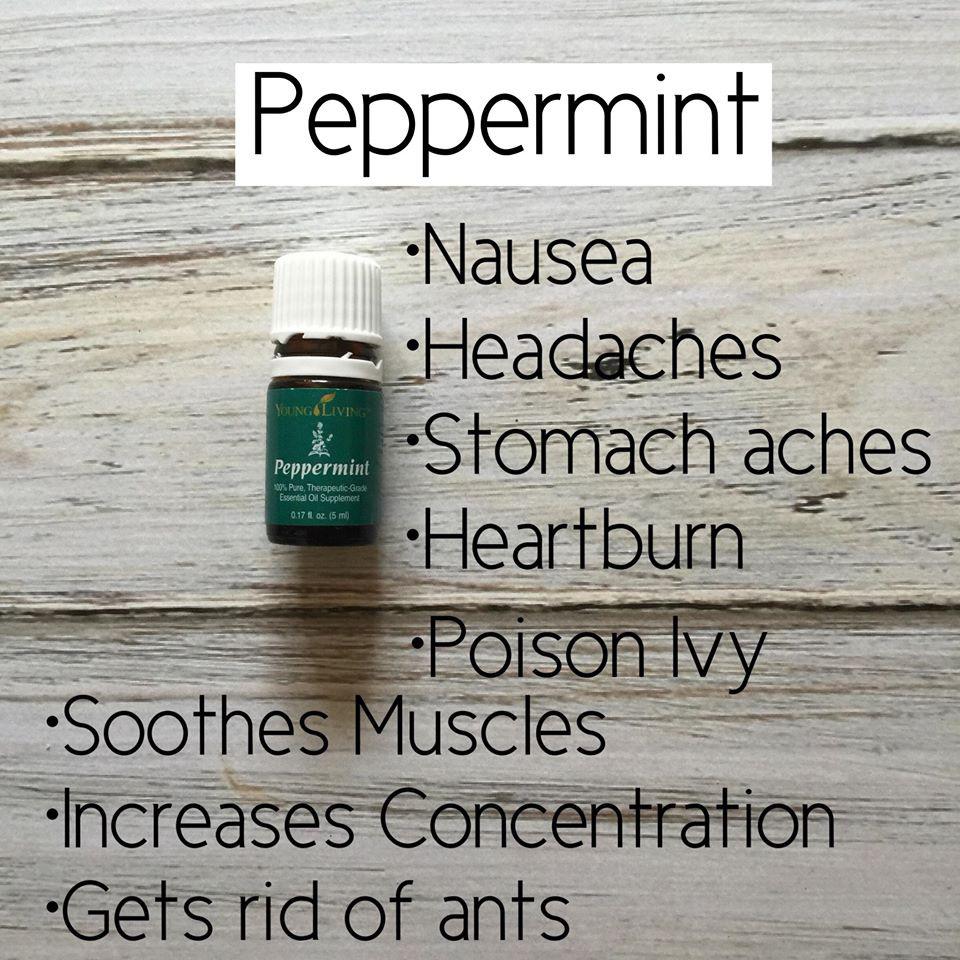 Peppermint has a strong, clean, fresh, minty aroma. One of the oldest and most highly regarded herbs, and has been an integral part of herbal medicine for thousands of years.
