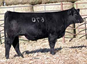 She is sired by a Built Right x Meyer 34 son that we kept because we knew what kind of females he could make us and boy he didn t disappoint.