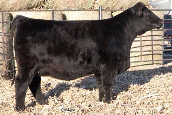 100 This full sister by pedigree to the powerful D24 heifer, Lot 1, has the extra look to go with a powerful hind leg that reads with an exceptional back foot.