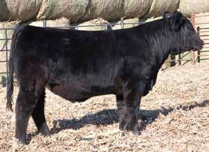 Herd Bull Prospects #3 RBS P.T.D.
