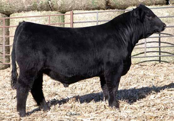 3. -.21.20 -.01. 0 Ruby NFF Rhythm B04, Dam Pays to Dream son out of our Rhythm B04 donor that we purchased from Ruby Cattle Co. D024 shows a glimpse of what lies ahead for this young cow.