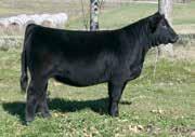 No matter whether you re a purebred breeder or commercial man, 024 will get the job done and add value to his calf crop.