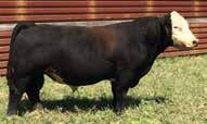 You re Right A baldy bull that is loaded with quality! As you evaluate this bull, you are blown away with the amount of power he reads in his hip and down his top.