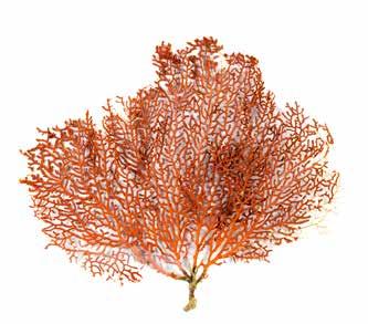 Coral algae Coral algae is a small, calcareous algae that is red in color, and, due to the calcium carbonate that settles around its stem, forms a part of coral reefs.
