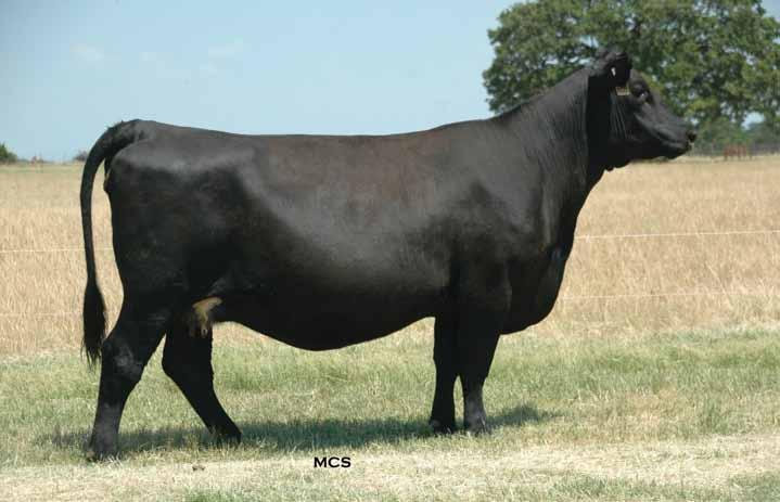 Lot 34 The Queen Cow 16 Queen 888 was Melvin s selection from the J&J Queen family to join his donor herd.
