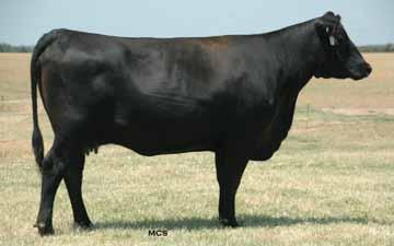 Spring Bred Cows 122 rahams Composition 8Y636 [AMF] 13 Structure [AMF-CAF-M1F-NHF] rahams Composition 6110 HH Fullback 7058 HH Miss Fullback 9532 HH Miss Traveler 333 WW YW Calved:11/20/08 COW: