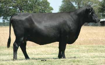 40 Spring Bred Cows and Summer Pairs 133 DOCC Juana 036 013 Lot 133 Calved:9/4/01 COW: 13914591 Tattoo: 013 VDAR New Trend 315 [AMF-CAF-M1F-NHF] AAR New Trend VDAR Lucy 704 K&K Top un QLC A70 Blkcp