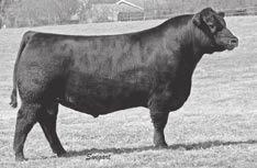 PVF INSIGHT 0129 - Reference Sire K HOOVER DAM - Reference Sire L JMB TRACTION 292 - Reference Sire M GAFFNEY GAME TIME 370 - Reference Sire N IRON MOUNTAIN REFERENCED SIRES PVF Insight 0129 [