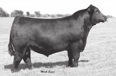 SINCLAIR GRASS MASTER - Reference Sire S IRON MOUNTAIN REFERENCED SIRES S Sinclair Grass Master [ AMF-CAF-DDF-M1F-NHF-OHF-OSF ] Birth Date: 1-21-2008 Bull +16027094 Tattoo: 8BT2 BW +2.
