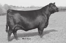 IRON MOUNTAIN 2-YEAR-OLD AND 3-YEAR-OLD COWS Iron MTN Emblynette 489 C054 Birth Date: 2-8-2015 Cow 18311380 Tattoo: C054 BW +0 Connealy Tobin #Bon View New Design 208 Connealy Confidence 0100 Delia