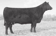 IRON MOUNTAIN 5-YEAR-OLD COWS 540 Iron Mtn Forever Lady 2027 Birth Date: 2-7-2012 Cow 17372475 Tattoo: 2027 #SAV Final Answer 0035 SAV Pioneer 7301 #15688392 SAV Blackbird 5297 #Connealy All Around