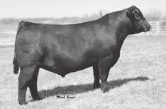 37 IRON MOUNTAIN RENOWN AND BRILLIANCE BRED HEIFERS Iron MTN Kinochtry AnnieD420 Birth Date: 3-24-2016 Cow 18632329 Tattoo: D420 BW +2.