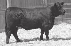 96 INDIVIDUAL 99 106 N/A 75 100 DAM 1-99 1-106 N/A 1-75 1-100 Dam sells as Lot 318. Bred to calve approximately March 16, 2018 to CONNEALY COMRADE 1385. IRON MTN BLACKBIRD D012 - Lot 63.