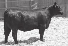 IRON MOUNTAIN COMRADE AND CONSENSUS BRED HEIFERS ALC QUEEN N15N - The Pathfinder grandam of Lot 109. SAV AMANDA 2281 - The Pathfinder Dam of Lot 110. CONNEALY CONSENSUS 7229 - Featuring his daughters.